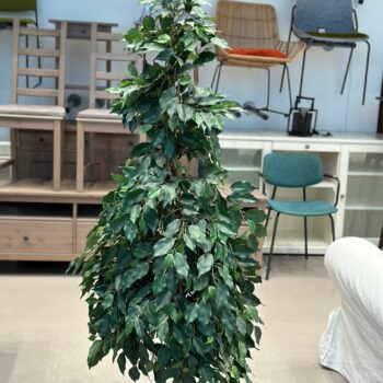 Plantes artificielle (7 pièces disponibles)